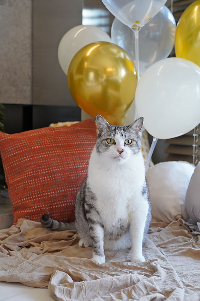 牙牙的十歲生日❤ - 第5張圖