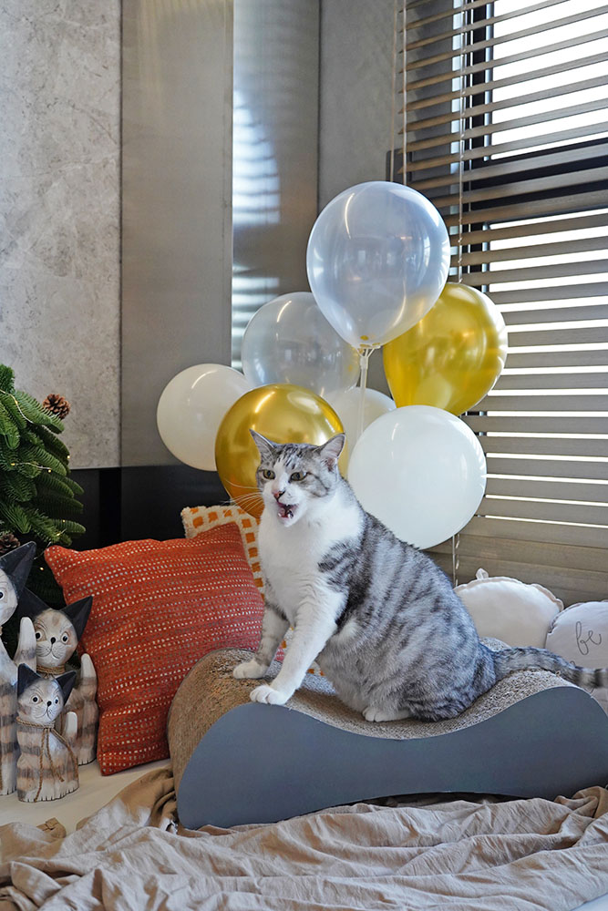 牙牙的十歲生日❤ - 第6張圖