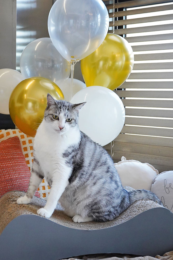 牙牙的十歲生日❤ - 第3張圖