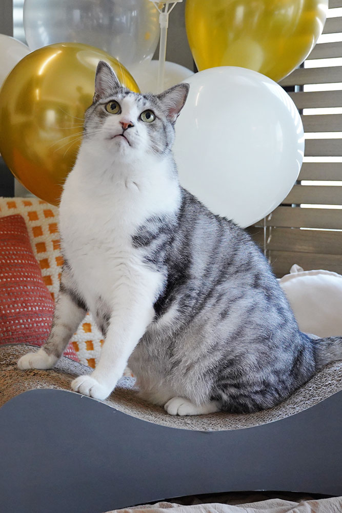 牙牙的十歲生日❤ - 第2張圖