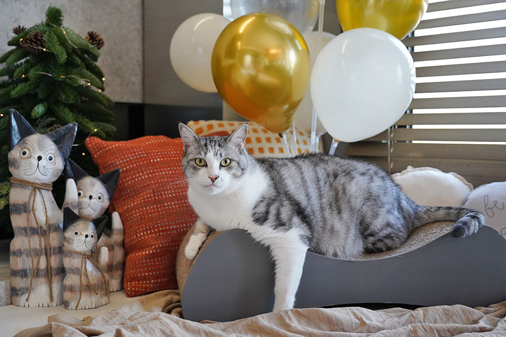 牙牙的十歲生日❤ - 第1張圖