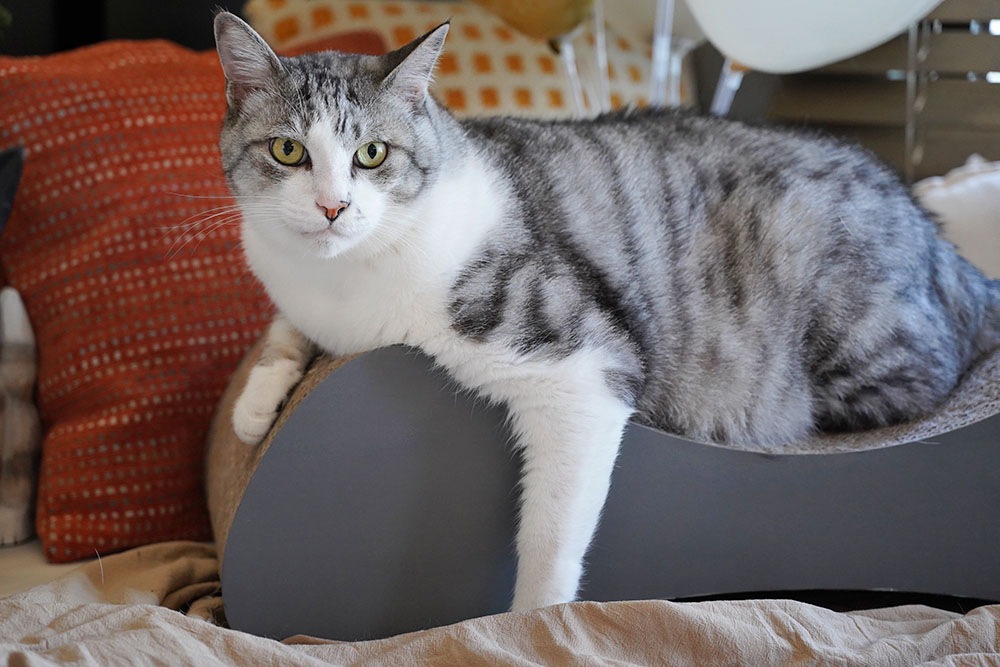 牙牙的十歲生日❤ - 第7張圖